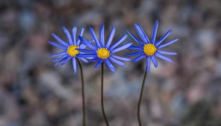 Flowers - summer, flower, trio, yellow, blue