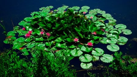 Pond - lakes, nature, water, flowers, pond