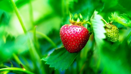 Strawberry - berries, grass, nature, green