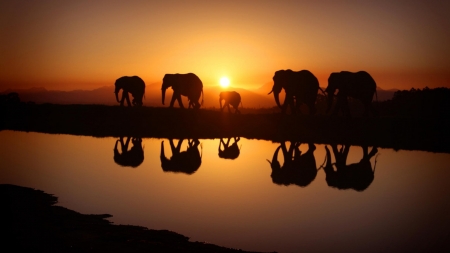 elephants silhouettes reflected in river - reflections, silhouettes, elephants, river, sunset