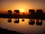 elephants silhouettes reflected in river