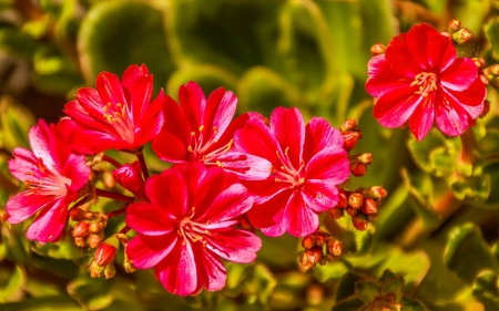 Red flowers - summer, lovely, pretty, macro, red, beautiful, leaves, flowers, garden