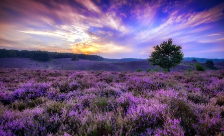 Sunset field - summer, beautiful, landscape, wildflowers, colorful, sunset, purple, field, sky