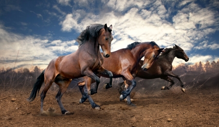 Beautiful - horses, beauty, beautiful, animal, lovely