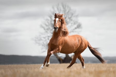 Beautiful - animal, horses, beautiful, beauty, lovely