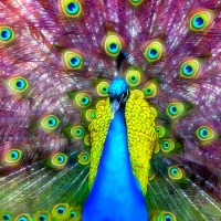 âœ¿âŠ±â€¢â•®Peacockâ•­â€¢âŠ°âœ¿