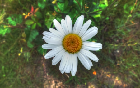 Really Big Daisy - park, daisy, garden, flower