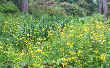 Sea of Yellow Flowers - yellow, plant, park, garden, flower