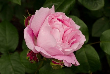 Mary Rose - nature, macro, petals, mary rose, flowers