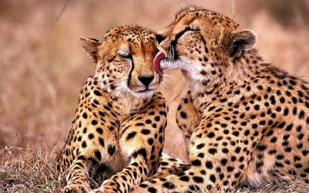 Cheeta Affection F - cheetas, Africa, beautiful, photography, photo, wide screen, cat, animal, wildlife