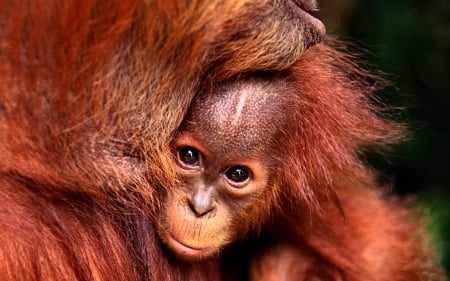 Oangutan Baby - wildlife, wide screen, animal, baby, beautiful, photo, close up, orangutan, photography