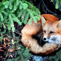 Red Fox Under Tree