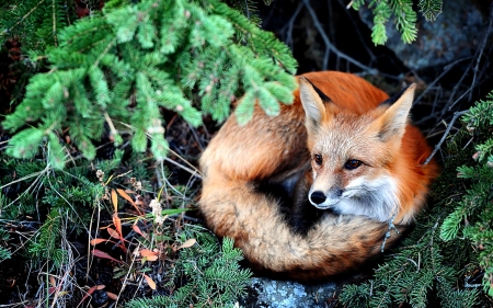 Red Fox Under Tree