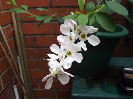 Exochorda - flowers, white, nature, shrub