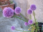 Chives