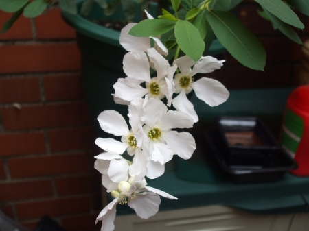 Exochorda - white, nature, flowers, shrub