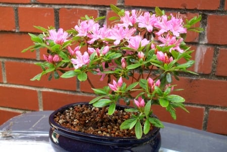 Azalea - nature, shrub, pink, azalea, garden