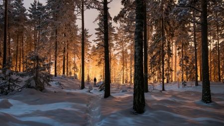 man walking through a forest in winter - trail, winter, snow, sunshine, forest, man