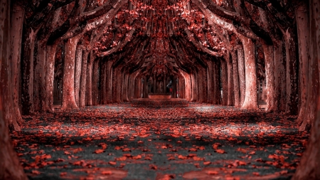 a tunnel of red trees - trees, autumn, red, shadows, tunnel, leaves