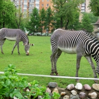 Beautiful Zebras