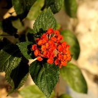 lantana flower