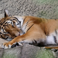 sleeping tiger