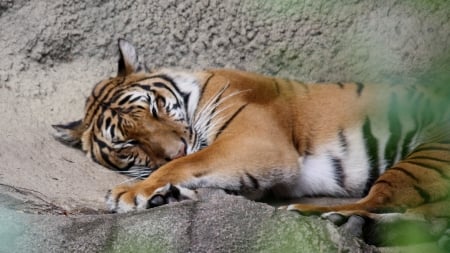 sleeping tiger - rock, tiger, feline, cat