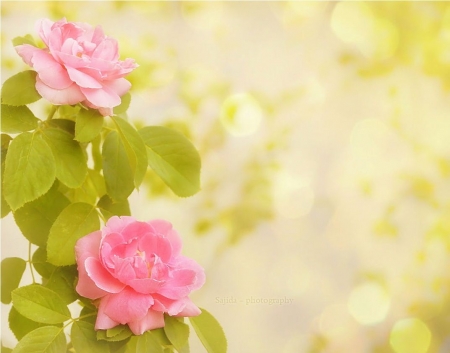 â™¥ - flowers, photography, pink, soft