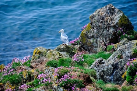 Seagull on the rocks - beautiful, summer, seagull, sea, wildflowers, rocks