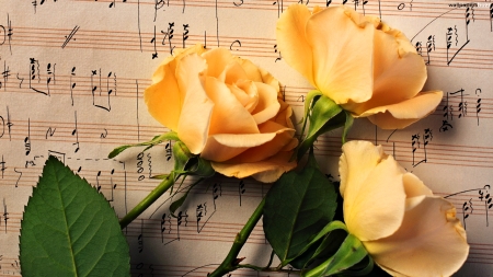 Yellow Roses