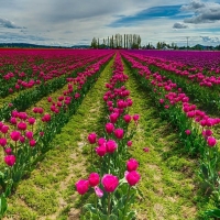 Tulips Field