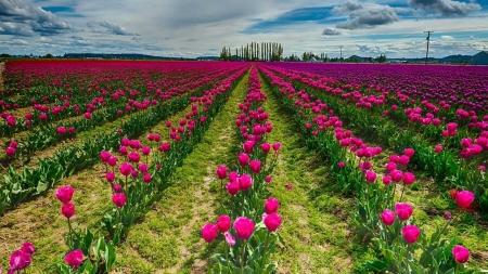 Tulips Field - Tulips, Field, Nature, Flowers