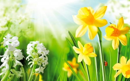 Spring Flowers - rays, ladybug, hyacinths, daffodils, flowers, sun rays, spring