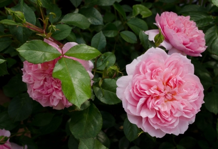 Pink Beauties - flowers, roses, nature, green, pink, leaves