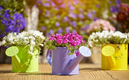 Spring - still life, watering cans, spring, wood, purple, yellow, green, flowers, decoration