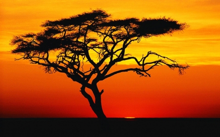 lone tree - cool, field, fun, sunset, nature