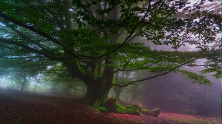 moss covered tree in the mist - red, leaves, tree, moss, mist