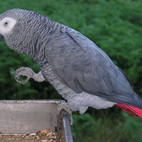 Arican Grey Parrot