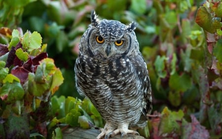 owl - leaf, tree, owl, bird