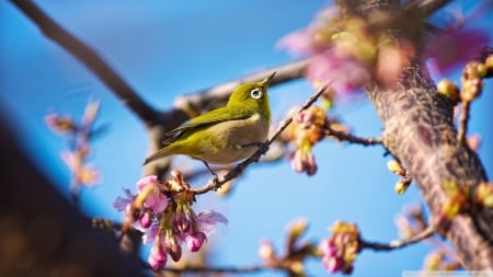 japanese white eye