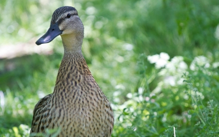 duck - flower, bird, duck, grass