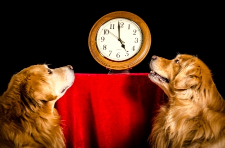 It's time! - dog, clock, golden retriever, black, animal, red, time, caine, couple