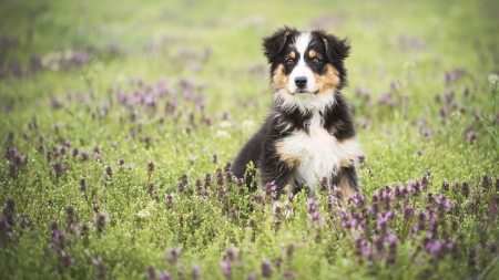 Puppy - summer, flower, puyppy, animal, pink, black, caine, aussie, grass, white, dog, green