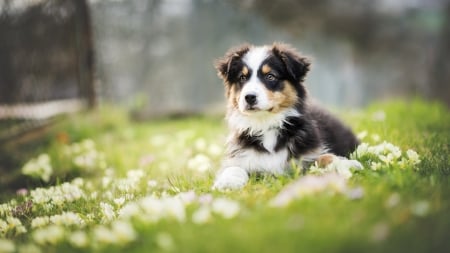 Puppy - flower, animal, cute, caine, puppy, aussie, grass, white, dog, green