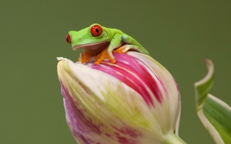 Frog - frog, eyes, broasca, white, pink, red, green, animal, tulip, flower