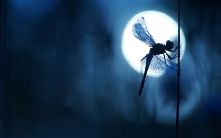 Dragonfly - moon, silhouette, summer, black, white, dragonfly, blue, insect, luna, moonlight