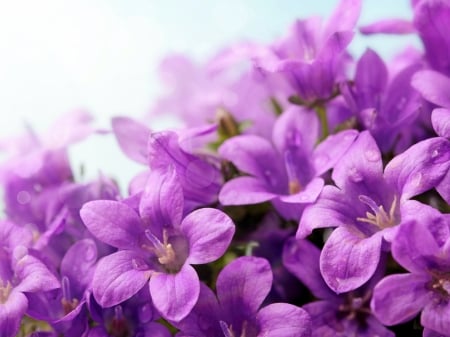 Campanulas - flower, purple, pink, campanula, skin