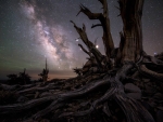 Galaxy and Planets Beyond Bristlecone Pines