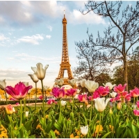 Tulips and Eifeltower