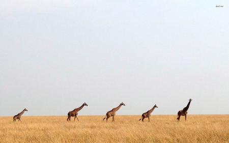 Giraffes - open, animals, walking, field, african, africa, fauna, wild, giraffes